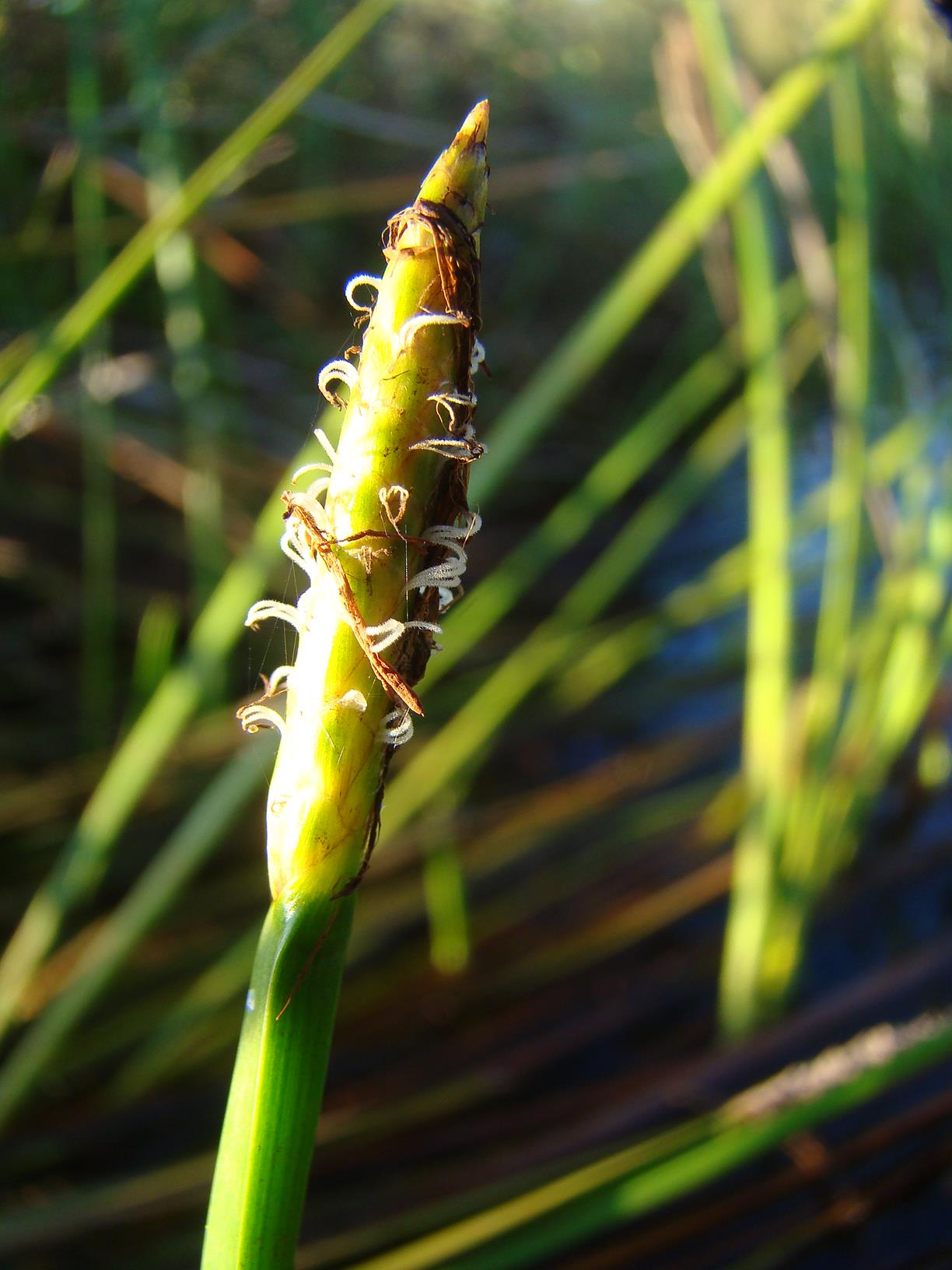 Eleocharis variegata Eleocharis variegata