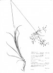 Fimbristylis complanata
