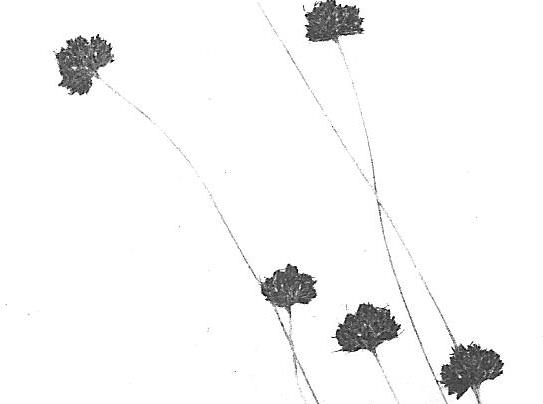 Bulbostylis filamentosa