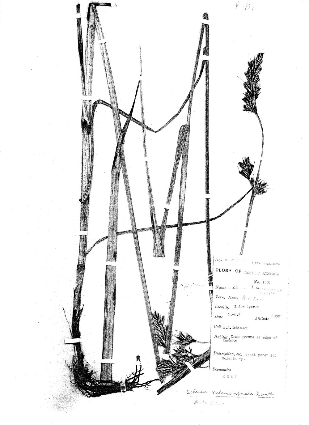 Scleria melanomphala