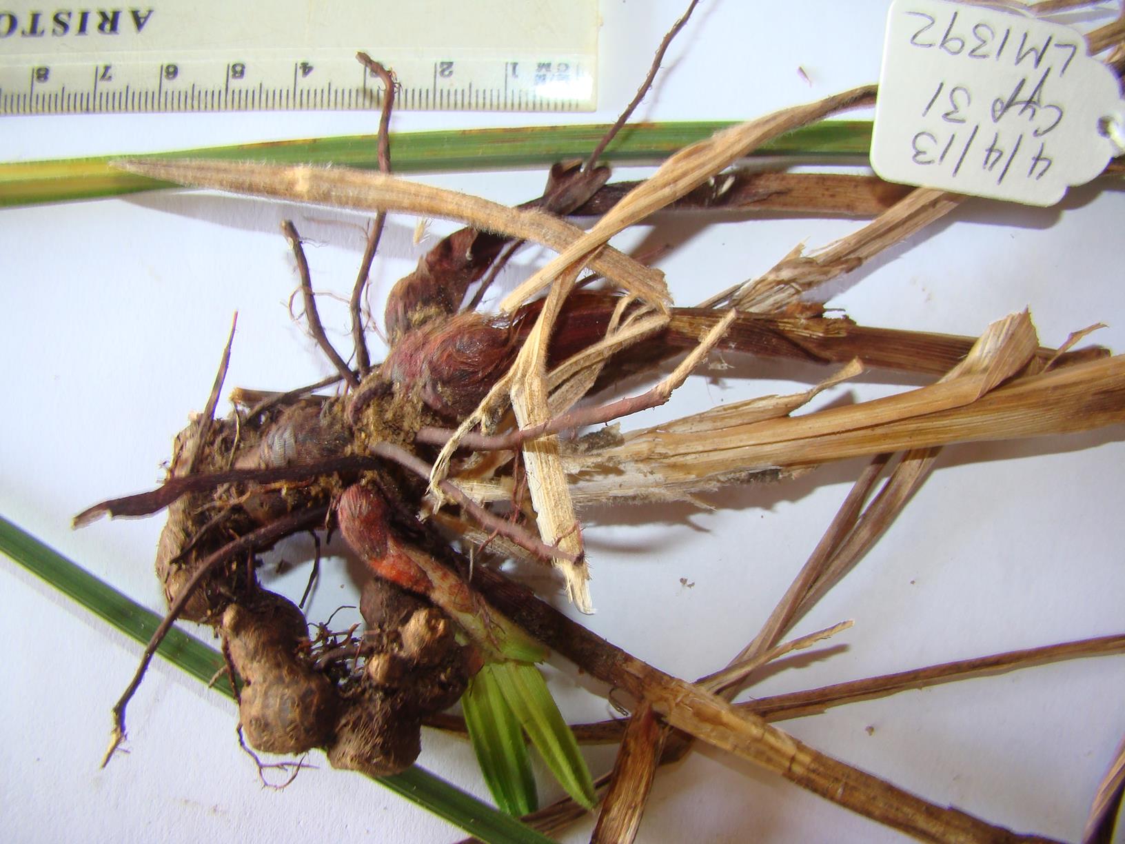 Scleria melanomphala