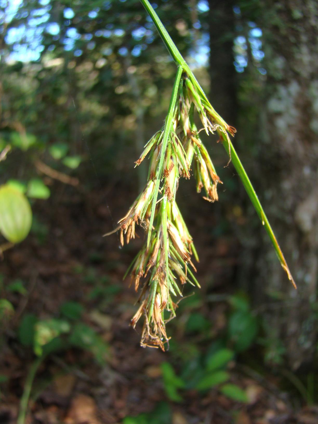 Scleria melanomphala