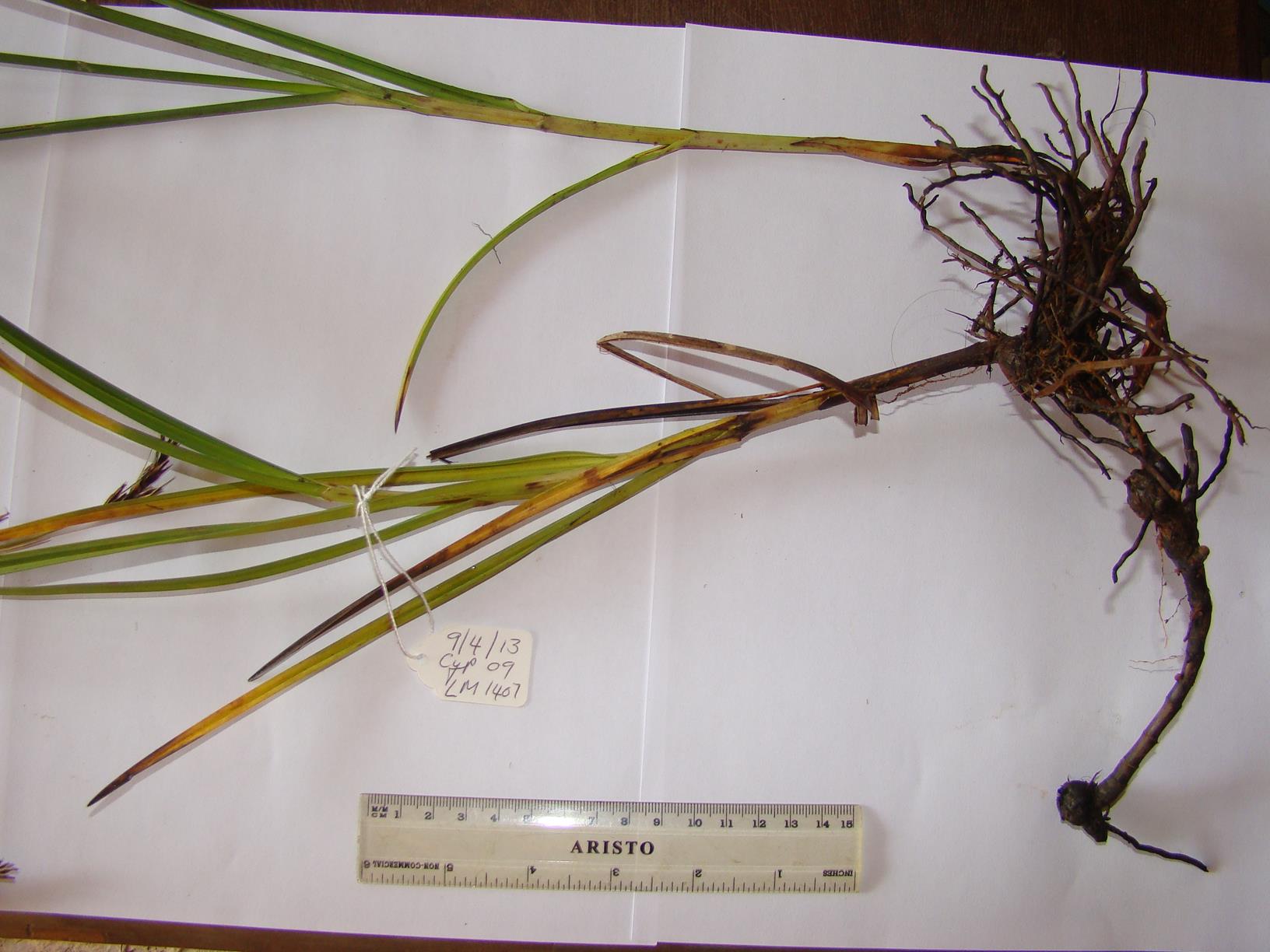 Scleria melanomphala