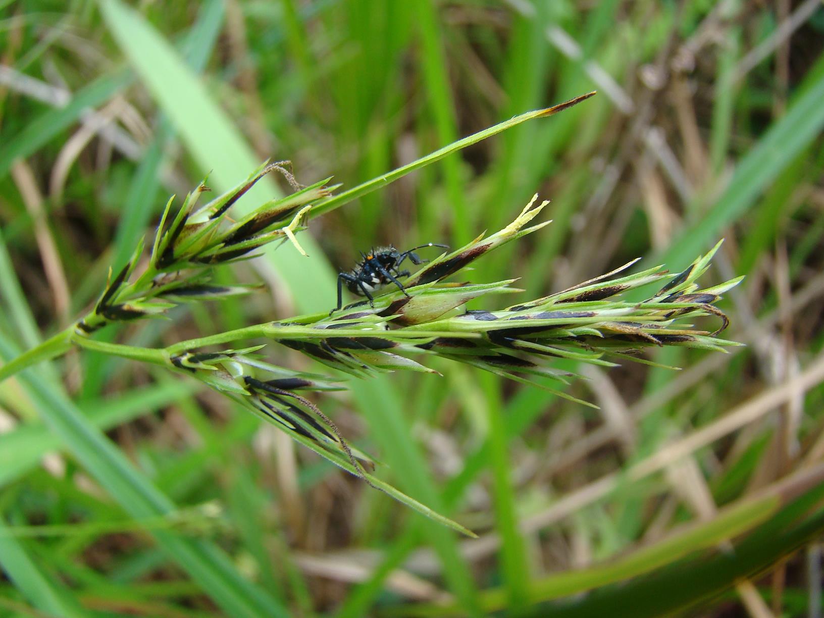 Scleria melanomphala