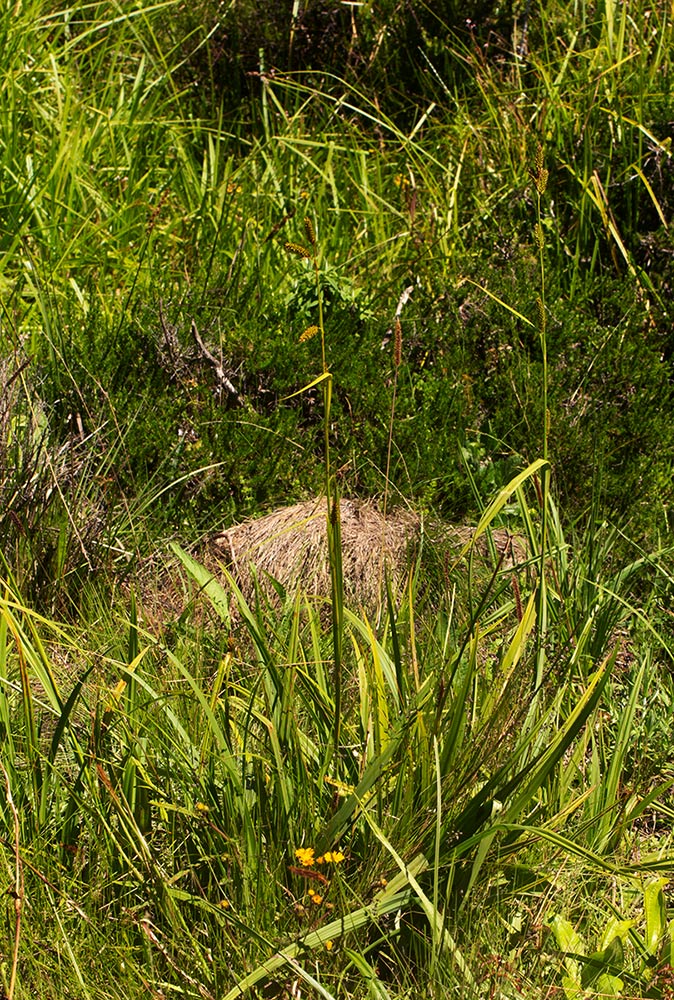 Carex petitiana