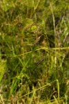 Carex petitiana