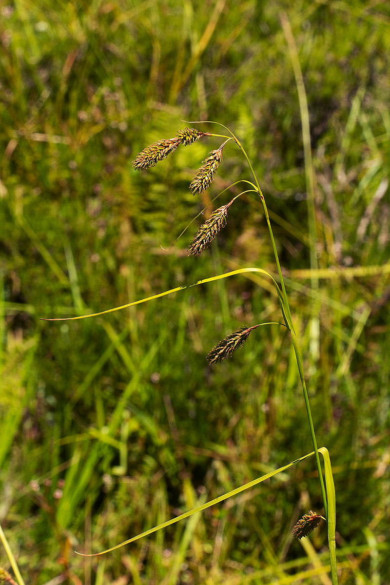 Carex petitiana