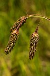 Carex petitiana