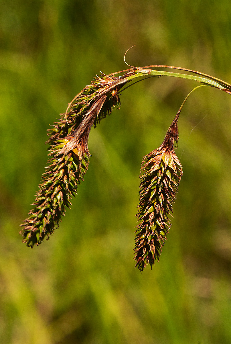 Carex petitiana