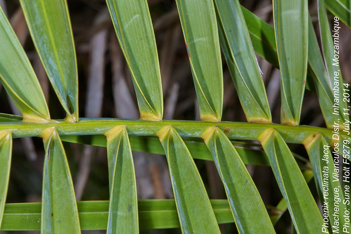 Phoenix reclinata Phoenix reclinata