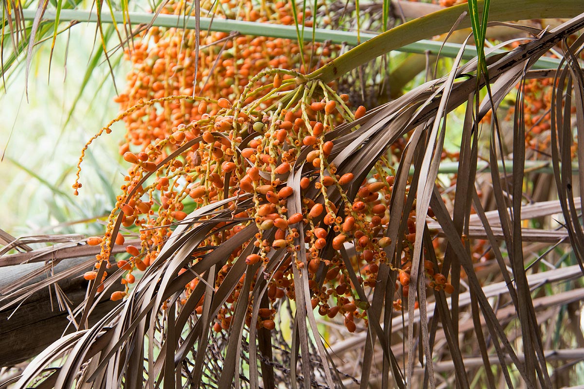 Phoenix reclinata Phoenix reclinata