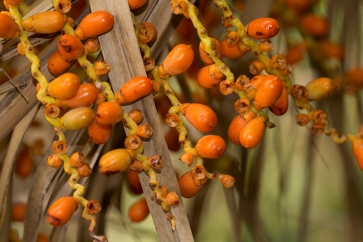 Phoenix reclinata Phoenix reclinata