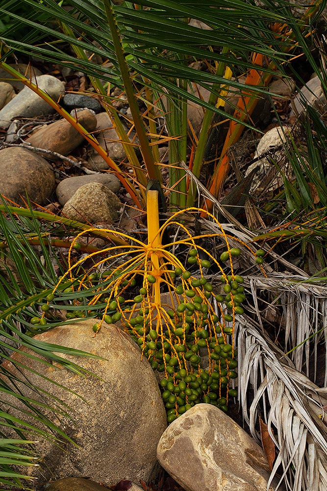 Phoenix reclinata Phoenix reclinata