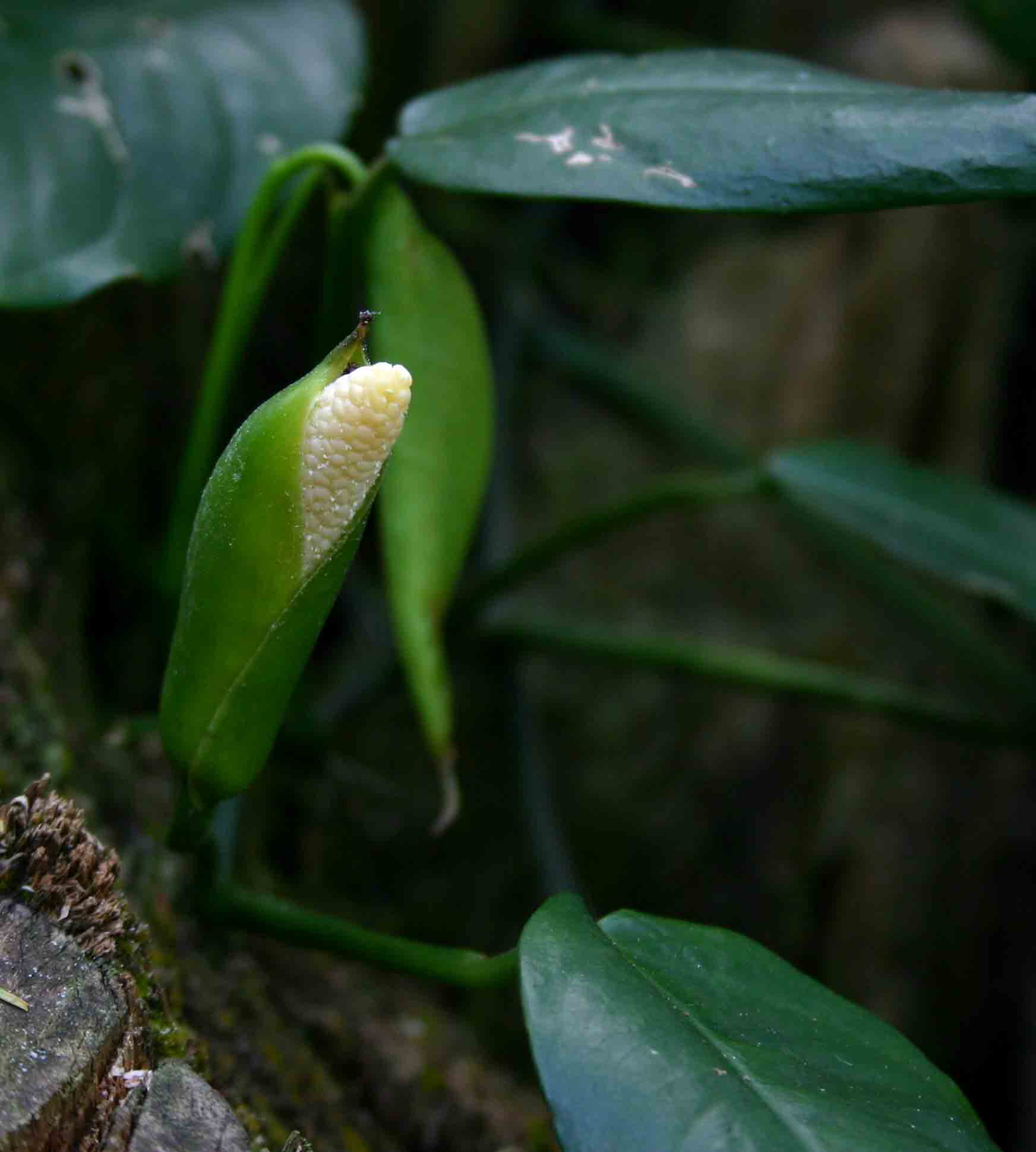 Culcasia falcifolia Culcasia falcifolia