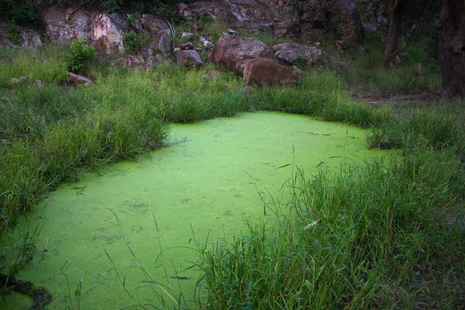 Lemna aequinoctialis