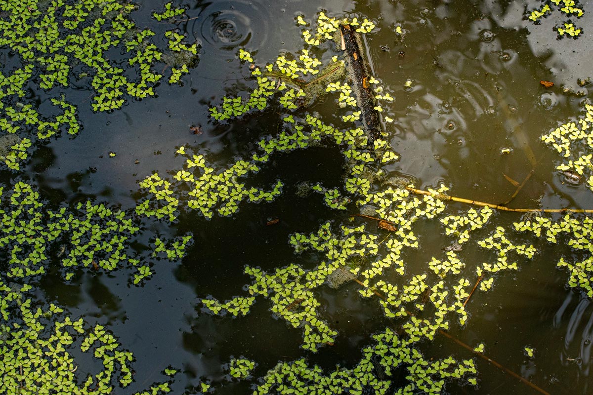 Lemna aequinoctialis