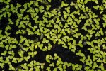 Lemna aequinoctialis