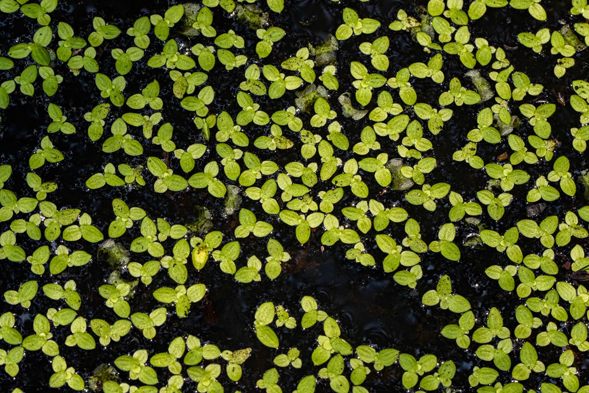 Lemna aequinoctialis