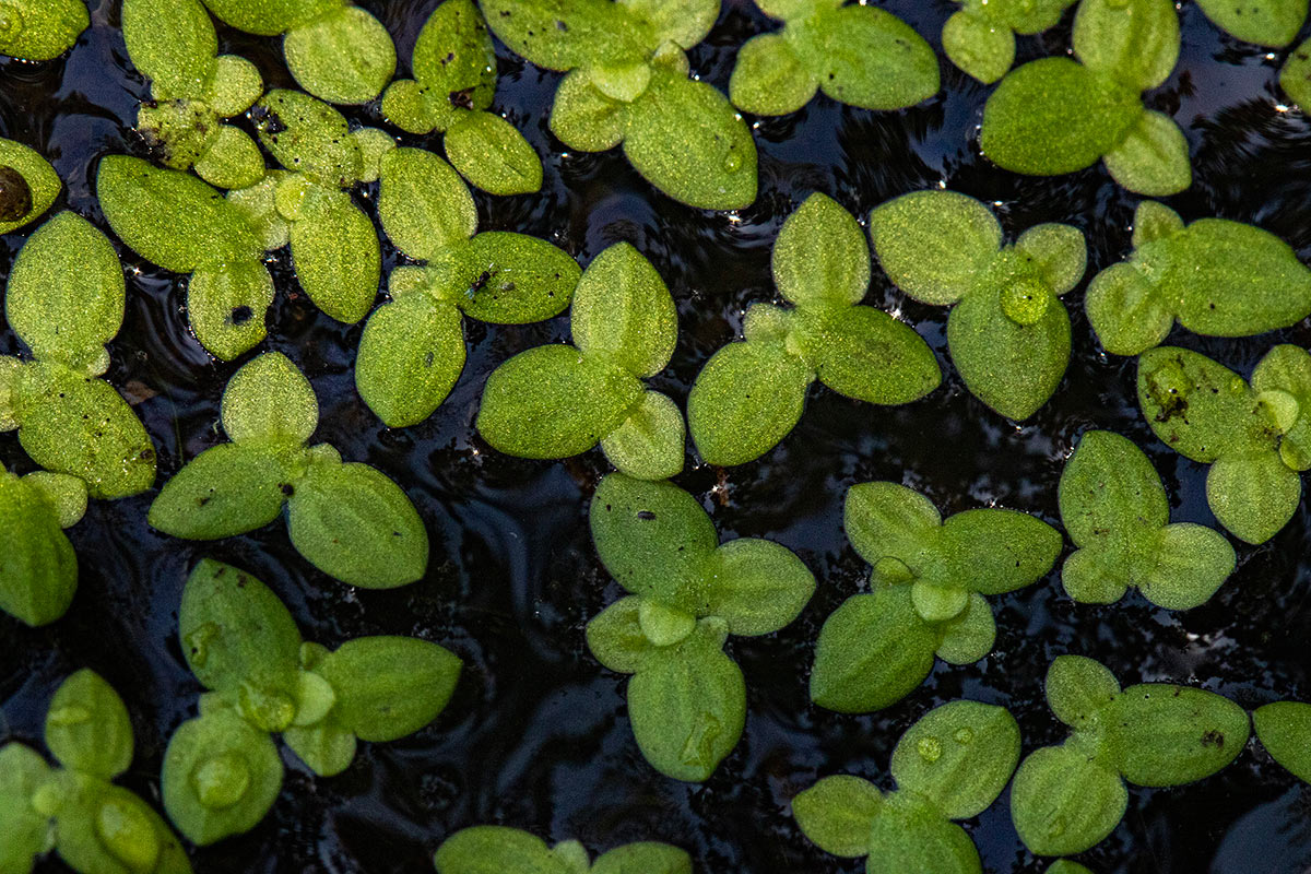 Lemna aequinoctialis Lemna aequinoctialis
