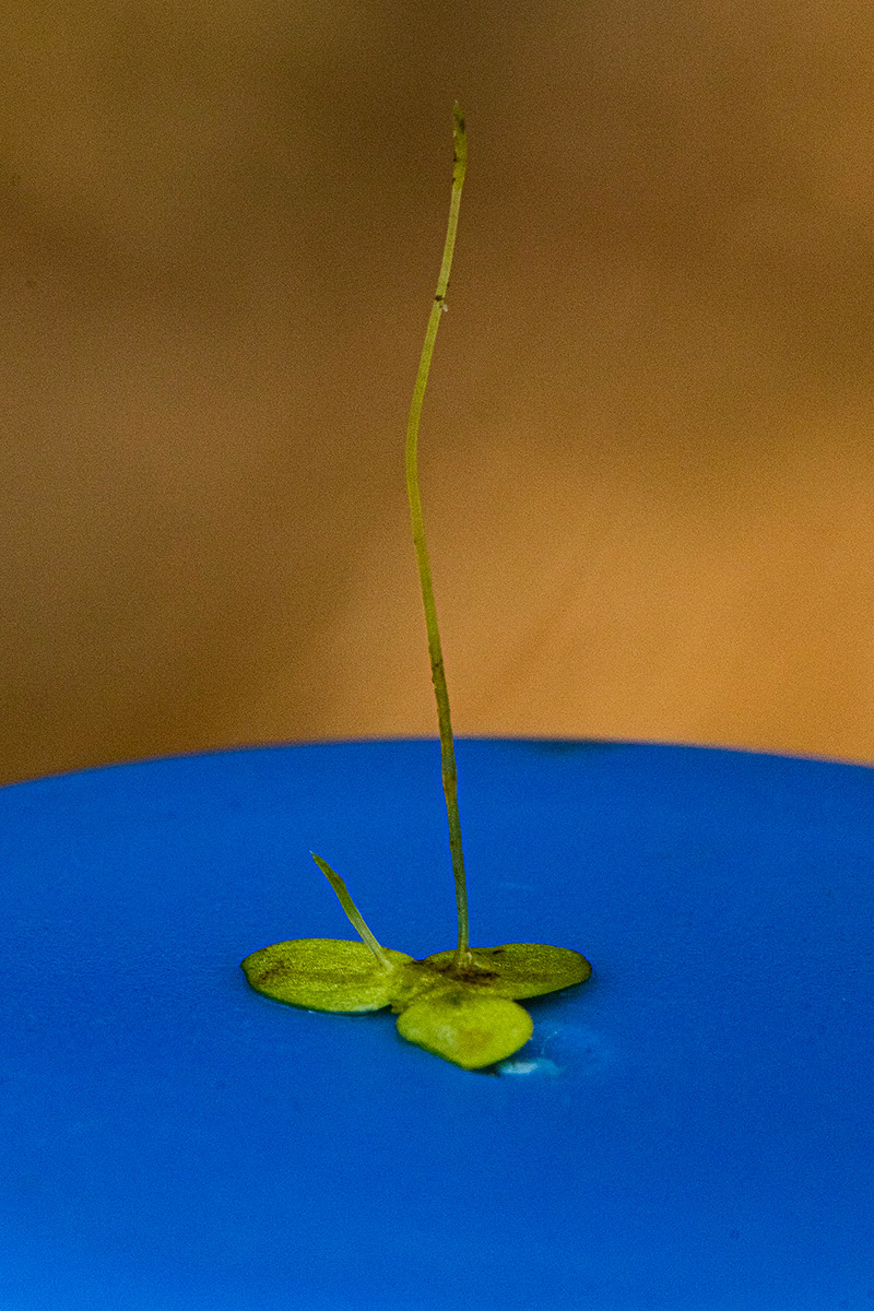 Lemna aequinoctialis