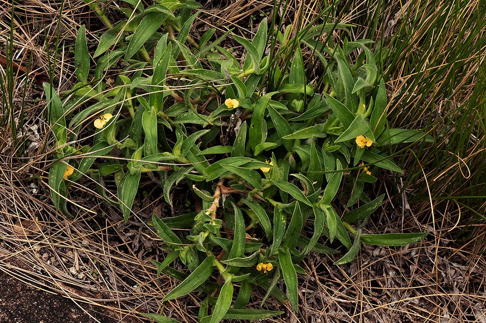 Commelina africana Commelina africana