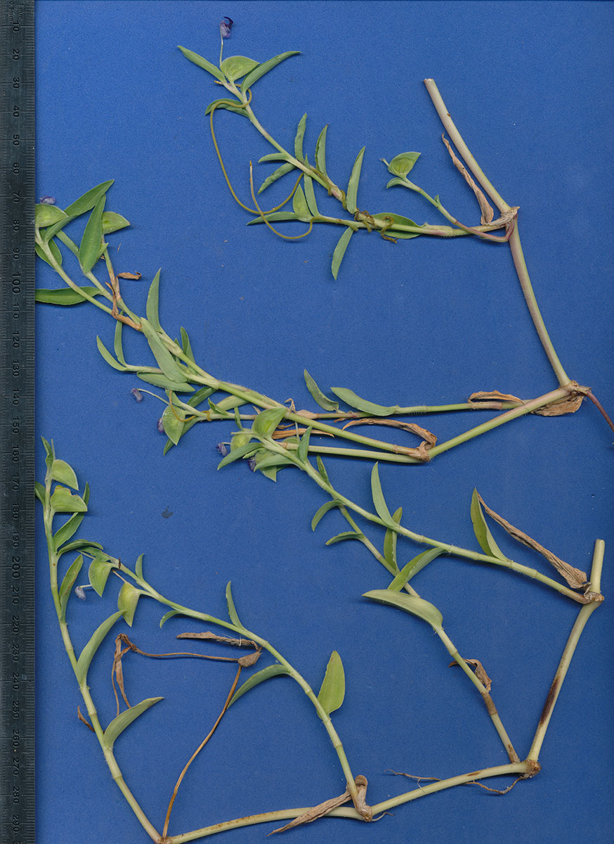 Commelina benghalensis Commelina benghalensis