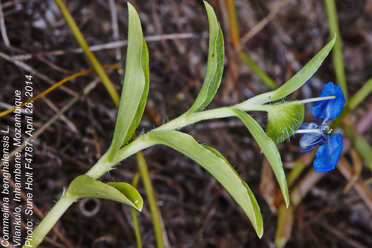 Commelina benghalensis Commelina benghalensis