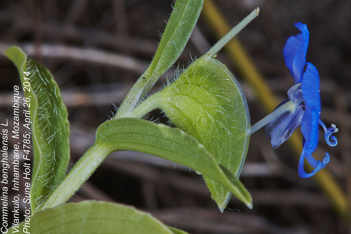 Commelina benghalensis Commelina benghalensis