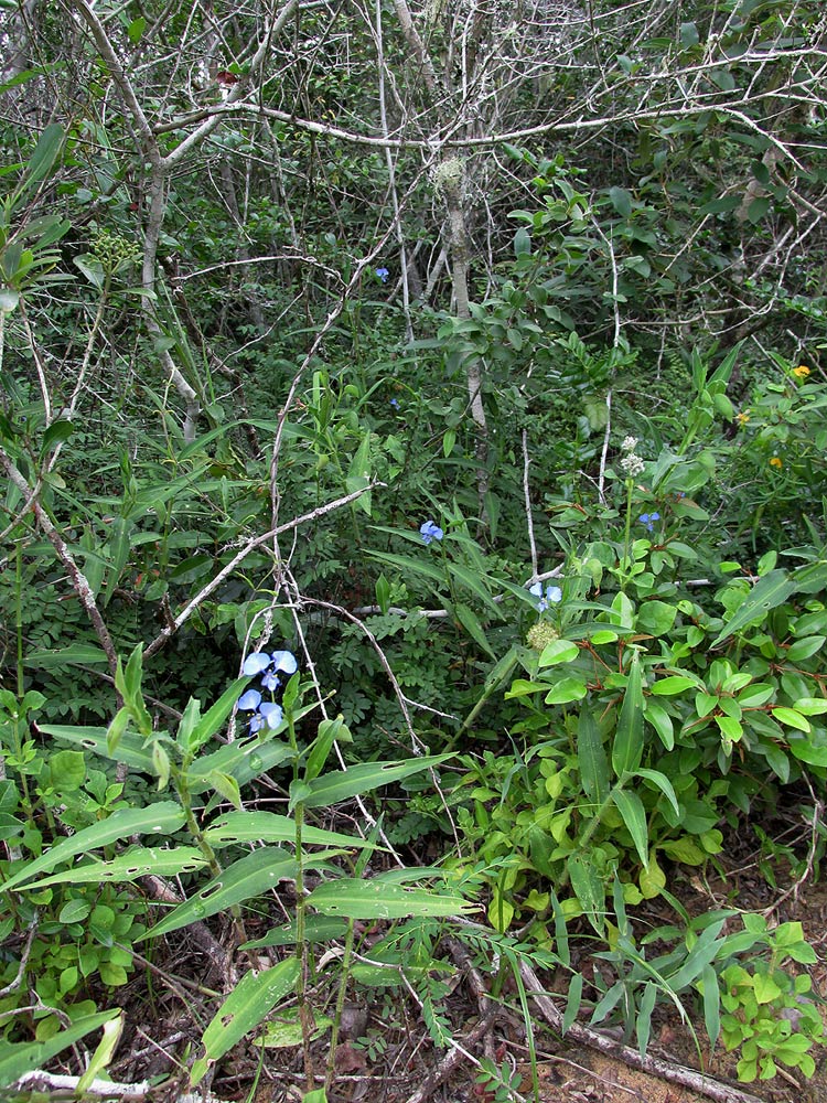 Commelina eckloniana Commelina eckloniana