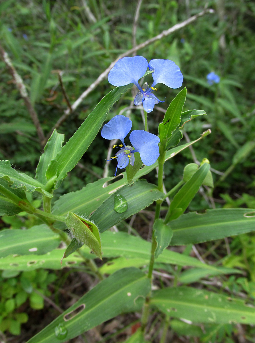 Commelina eckloniana Commelina eckloniana