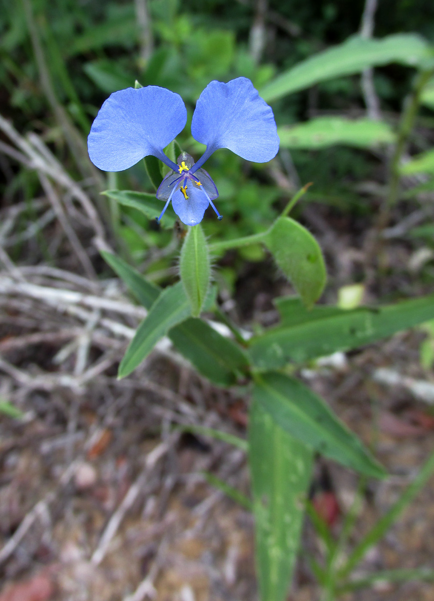 Commelina eckloniana Commelina eckloniana