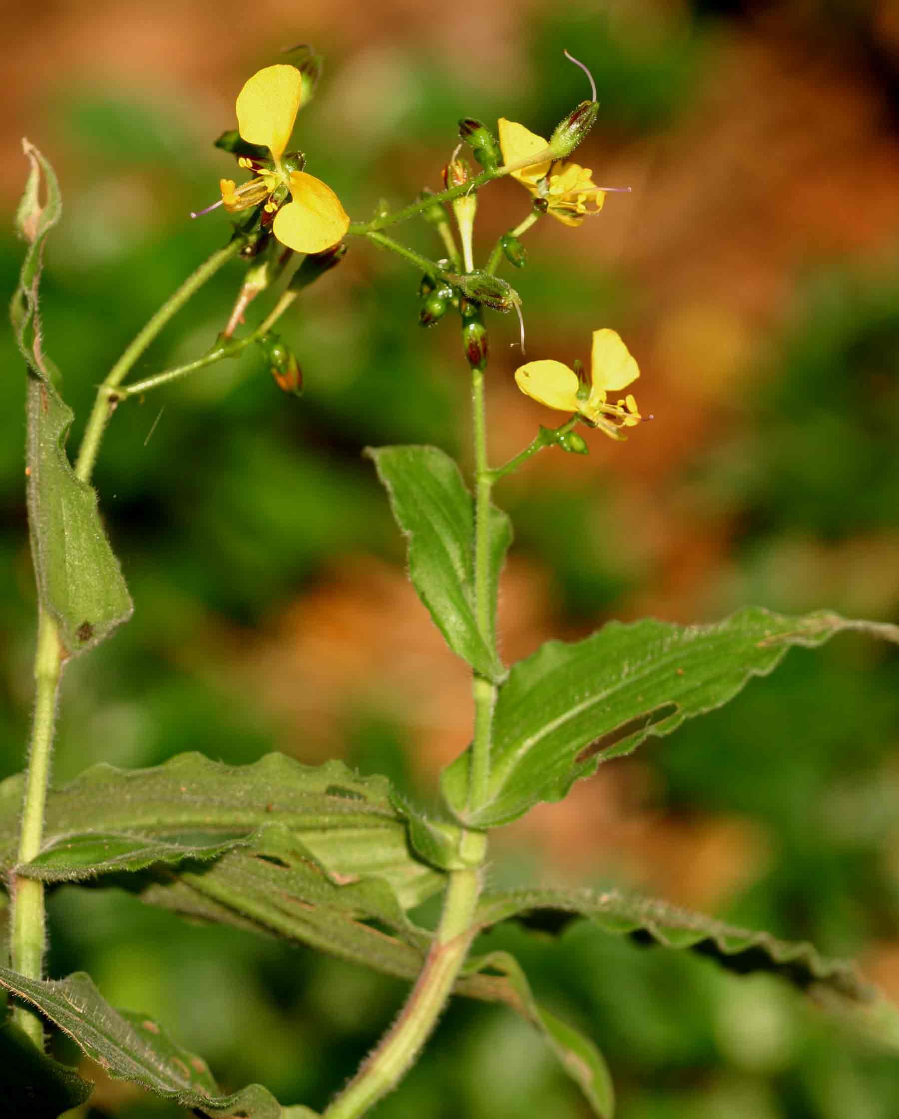 Aneilema aequinoctiale Aneilema aequinoctiale
