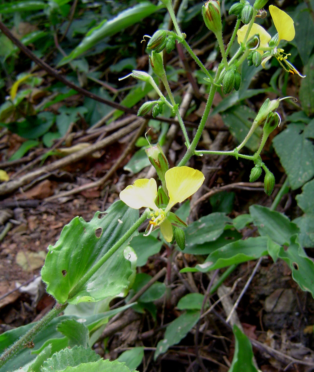 Aneilema aequinoctiale