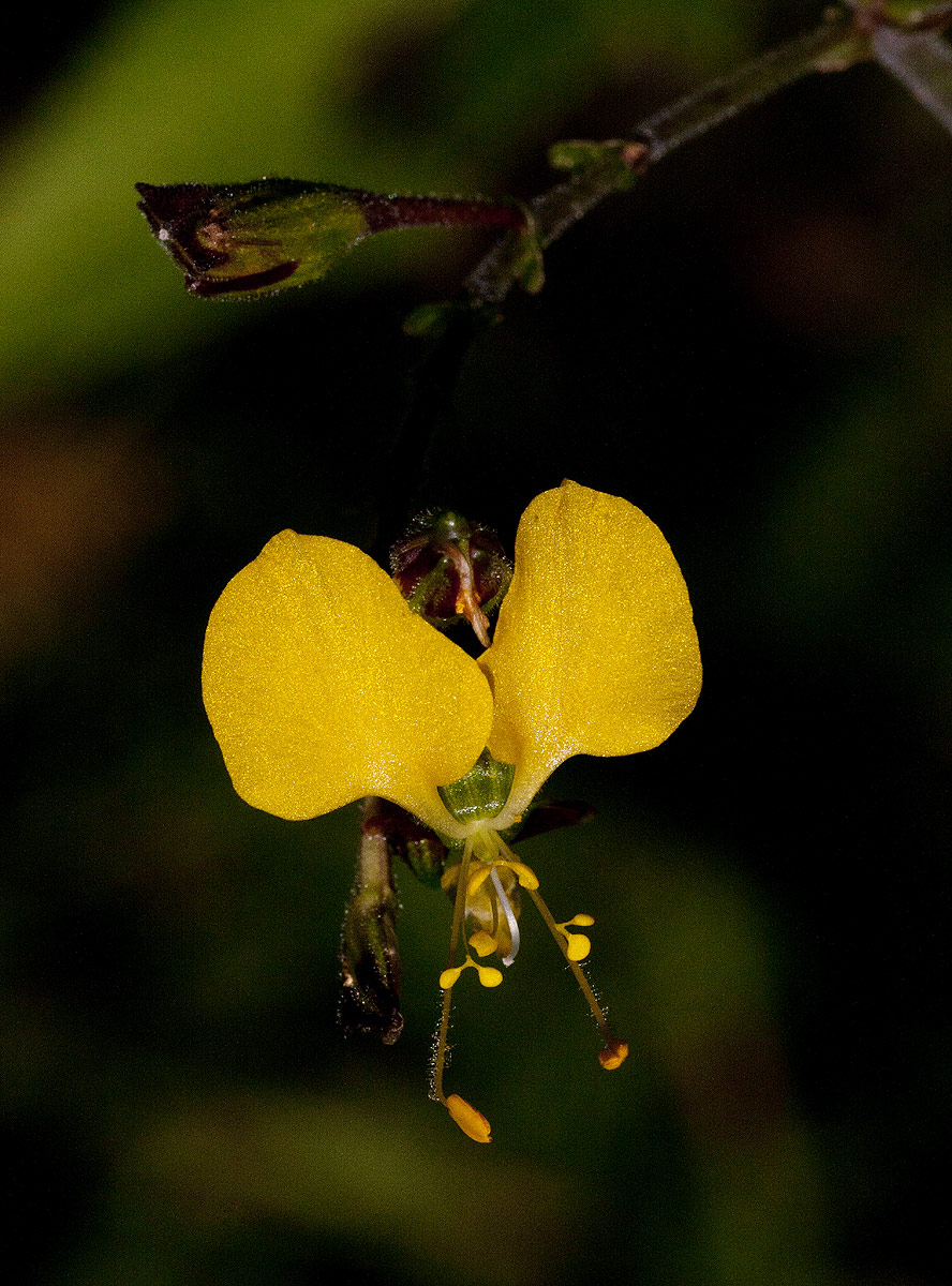 Aneilema aequinoctiale