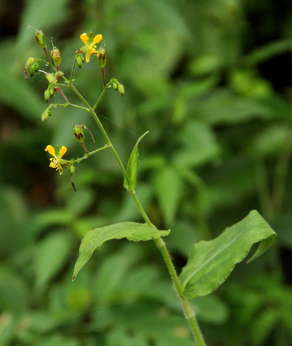 Aneilema aequinoctiale