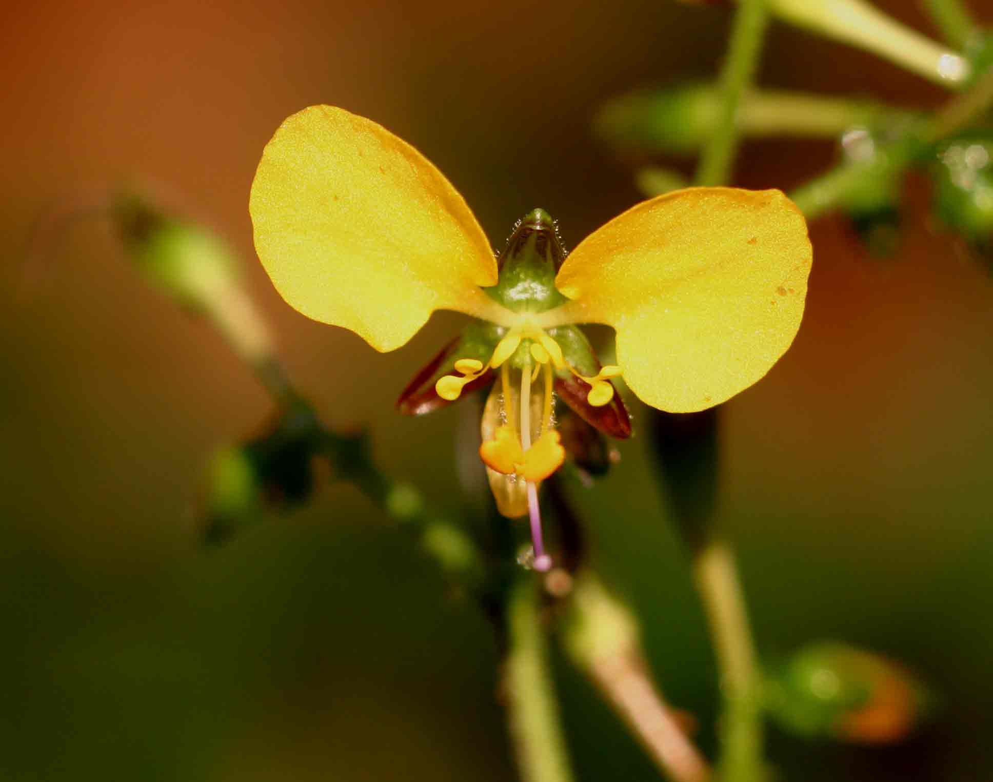 Aneilema aequinoctiale Aneilema aequinoctiale