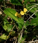 Aneilema aequinoctiale