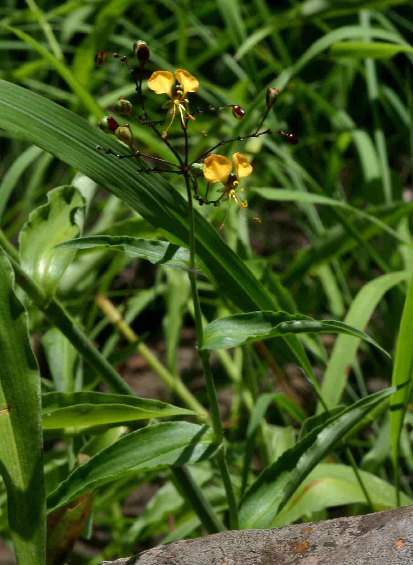 Aneilema aequinoctiale
