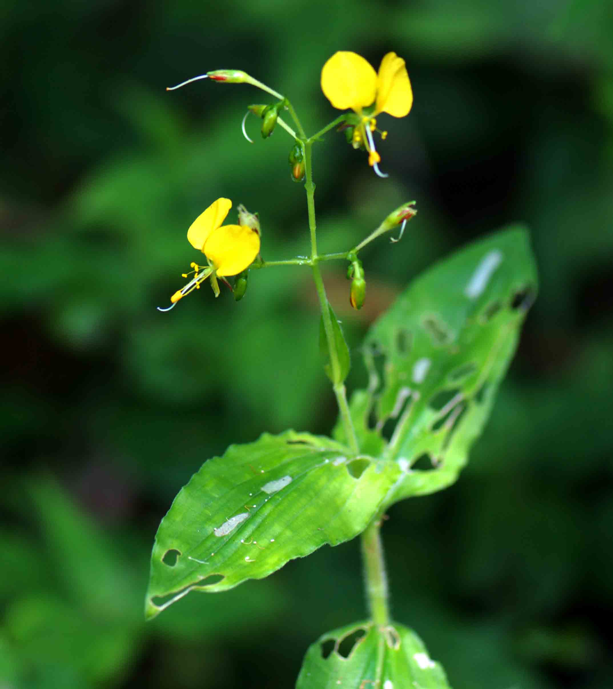 Aneilema aequinoctiale Aneilema aequinoctiale