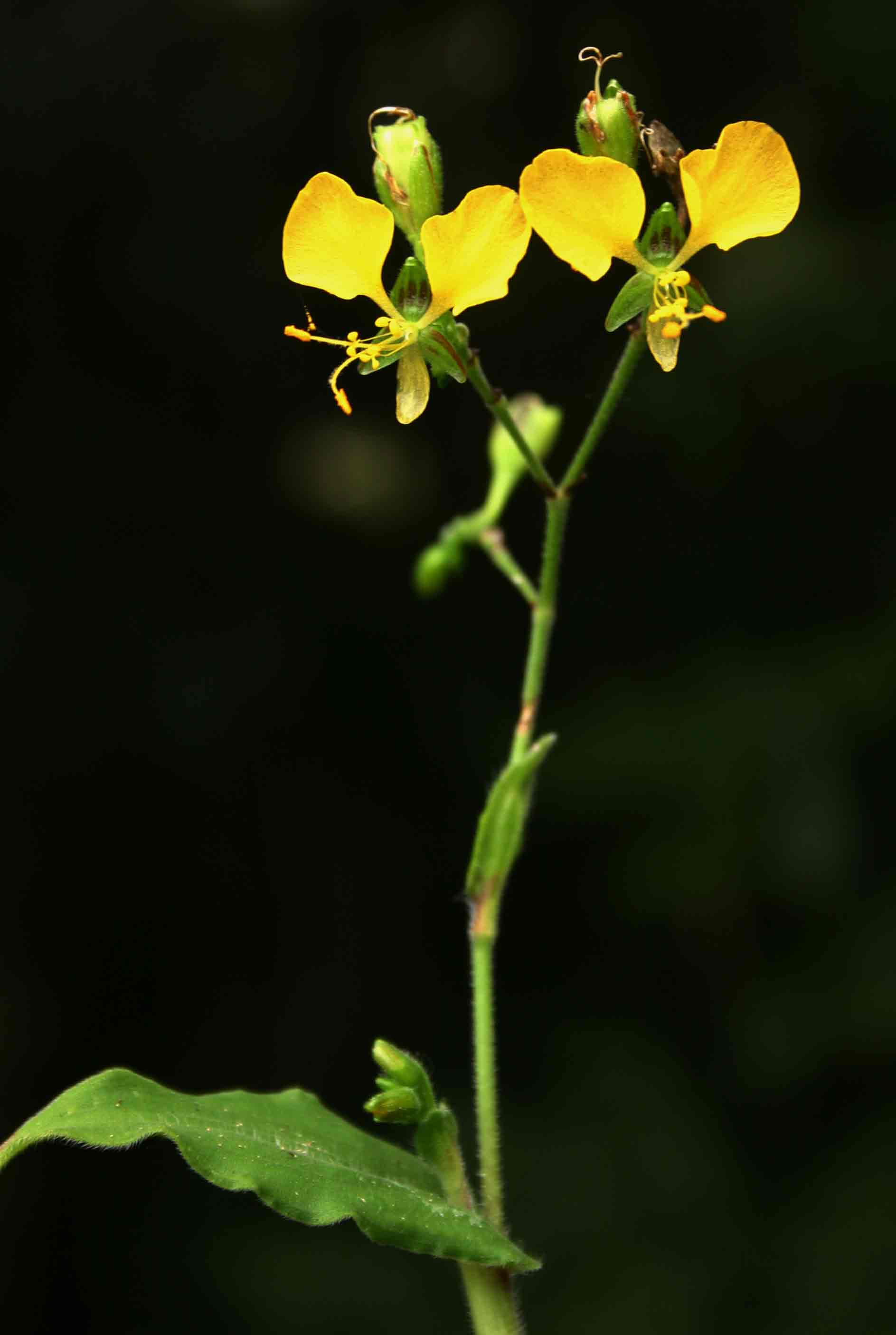 Aneilema aequinoctiale Aneilema aequinoctiale