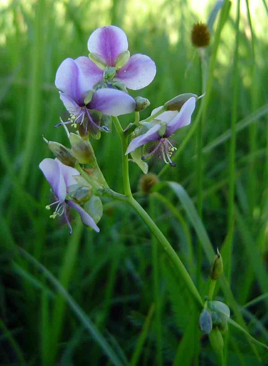 Murdannia simplex Murdannia simplex