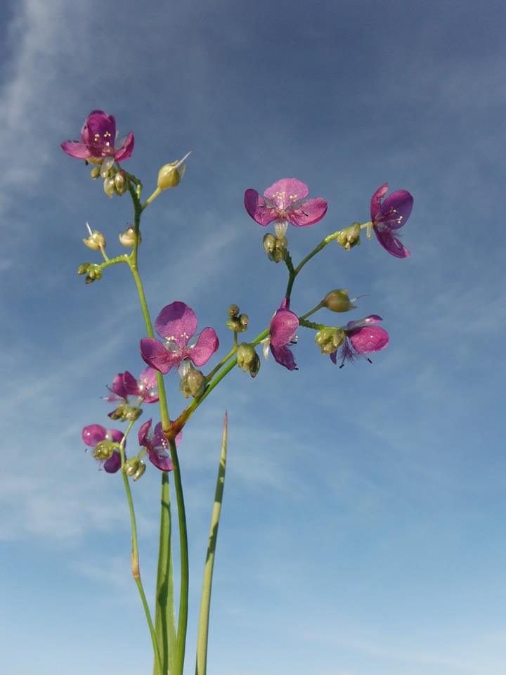 Murdannia simplex Murdannia simplex