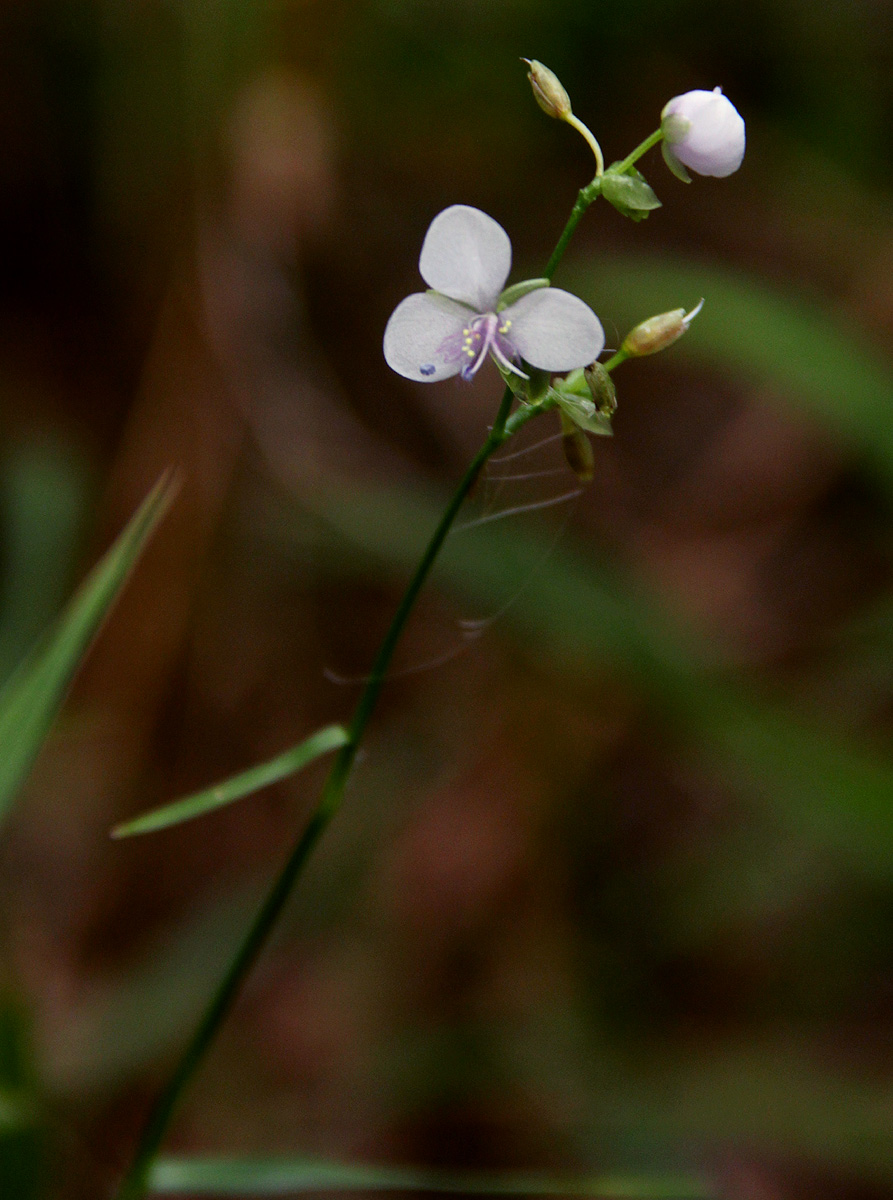 Murdannia simplex Murdannia simplex
