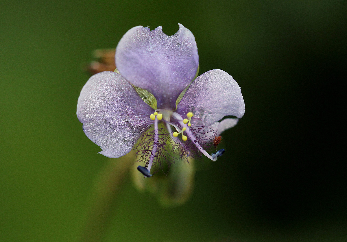 Murdannia simplex