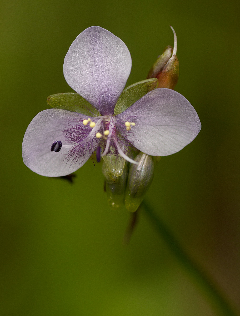 Murdannia simplex Murdannia simplex