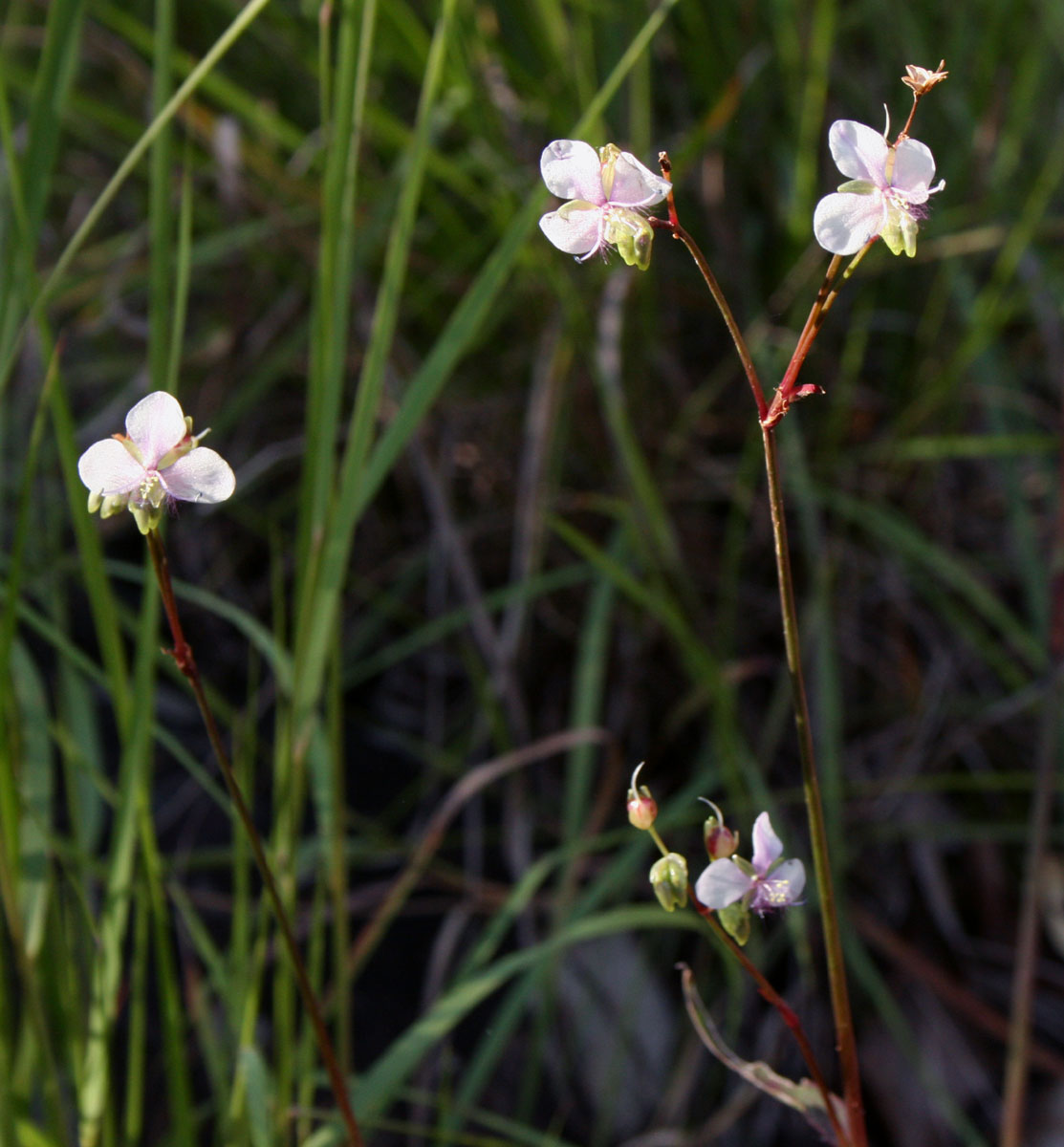 Murdannia simplex Murdannia simplex