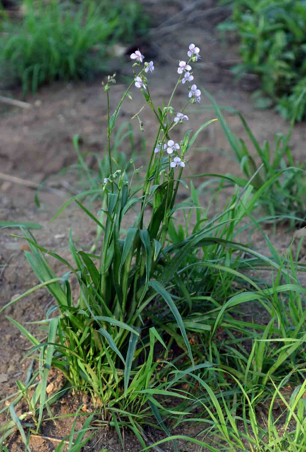 Murdannia simplex Murdannia simplex