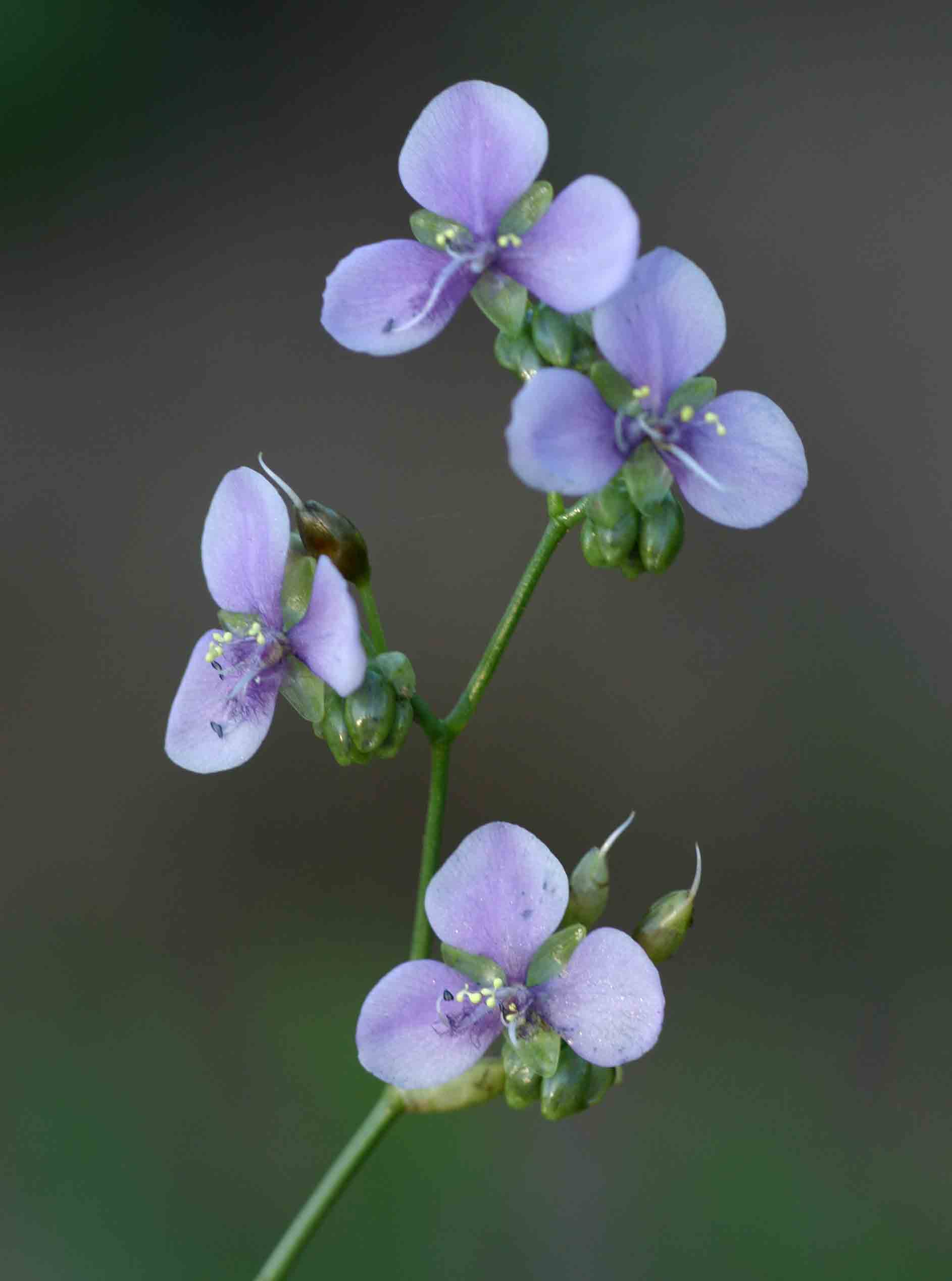 Murdannia simplex Murdannia simplex