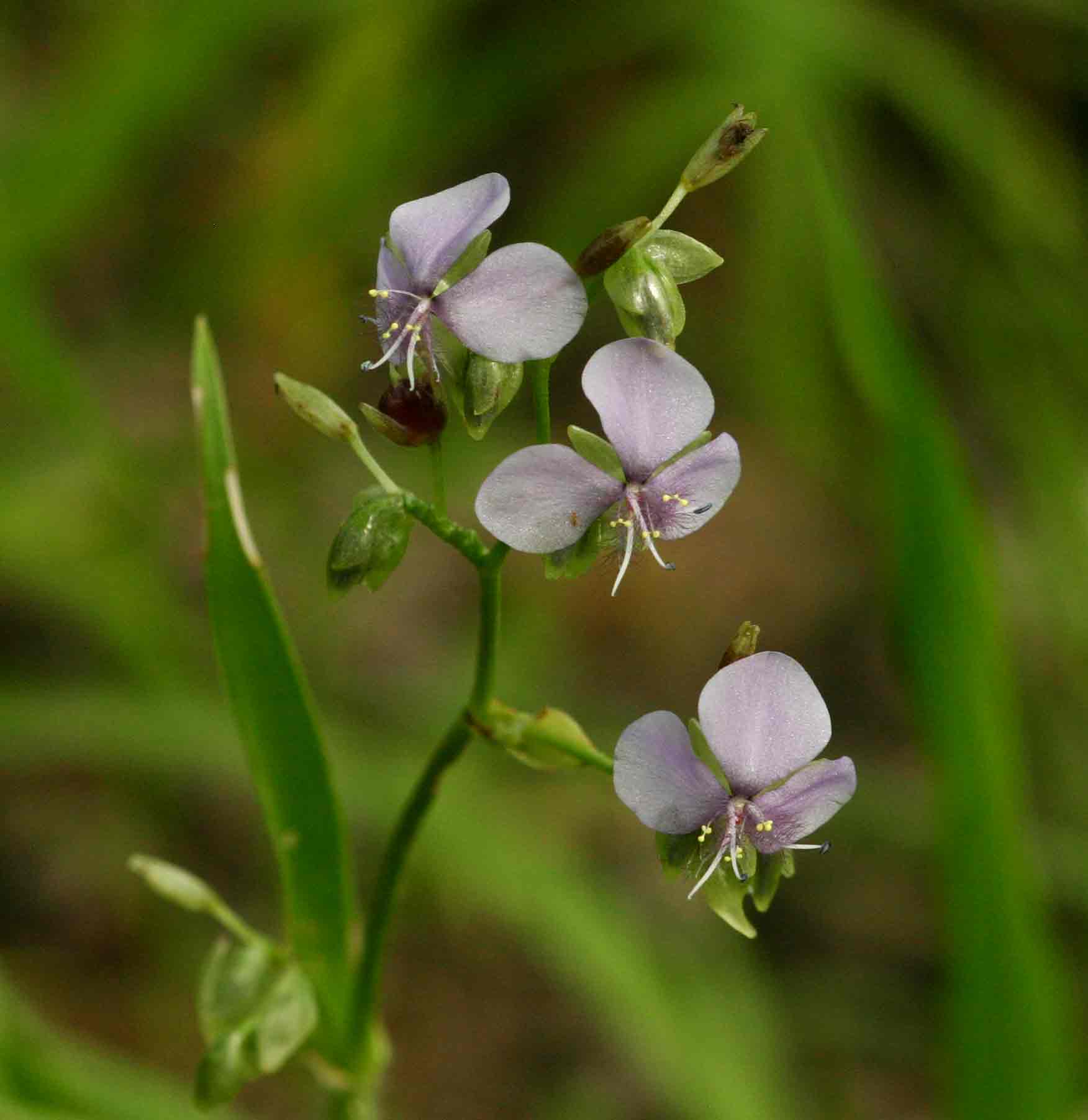 Murdannia simplex Murdannia simplex