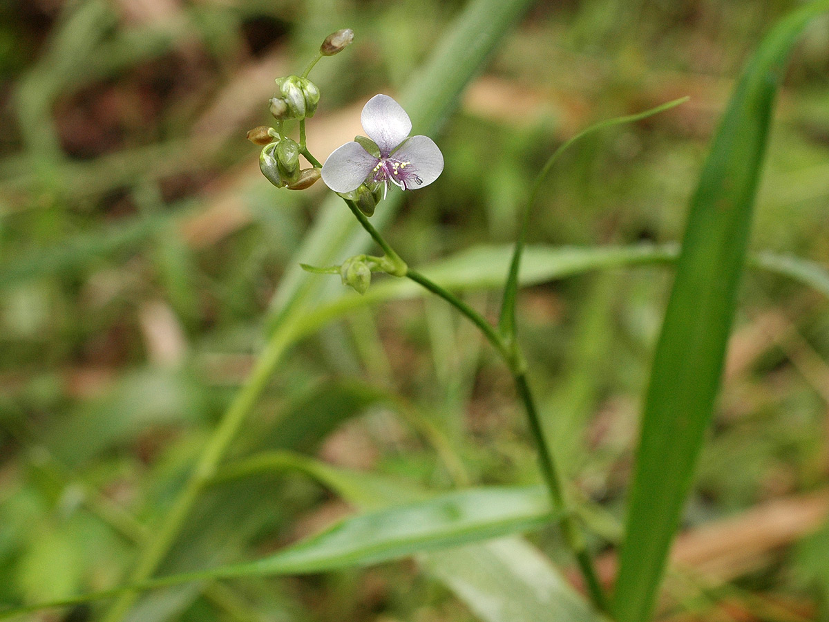 Murdannia simplex Murdannia simplex